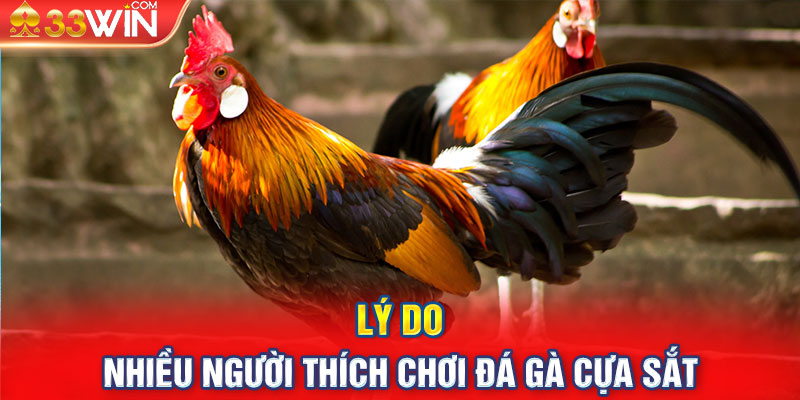 Lý do nhiều người thích chơi đá gà cựa sắt